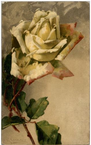 C. Klein - Rose