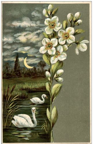 Schwan - Prägekarte