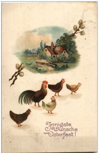 Hühner - Chicken