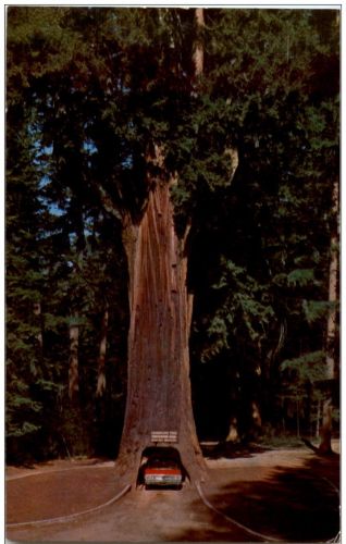 Chandelier Drive-Thru Tree