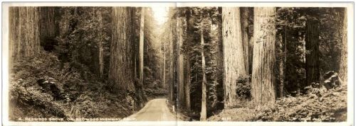 Redwood Grove on Redwood Highway - Klappkarte