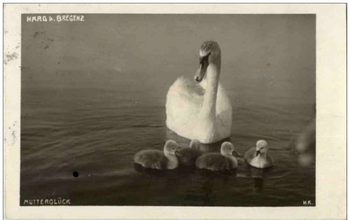 HArd bei Bregenz - Schwan