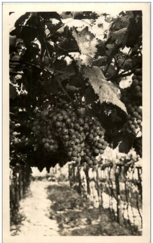 Merano - Wine