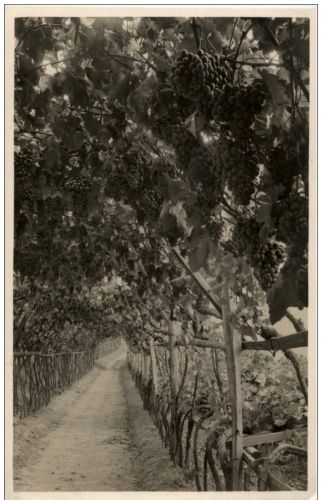 Merano - Wine