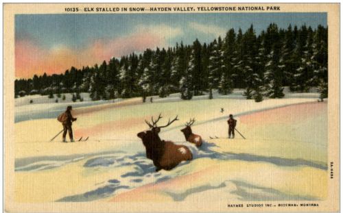 Yellowstone Natinal Park - Elk stalled in snow - Hayden Valley