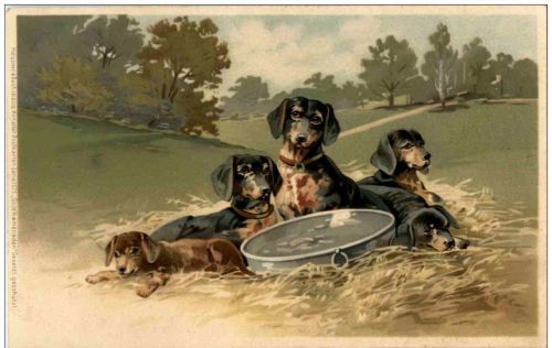 Hunde - Dackel