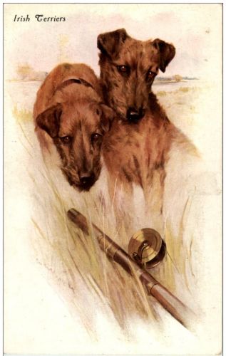 Hunde - Irish Terriers