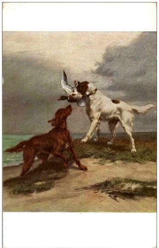 Hunde - Hunting - Salon de Paris - G. Gelibert