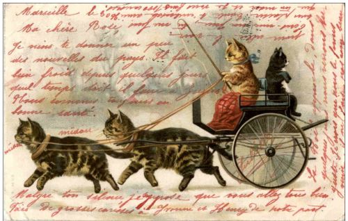 Katzen - Litho - Kutsche