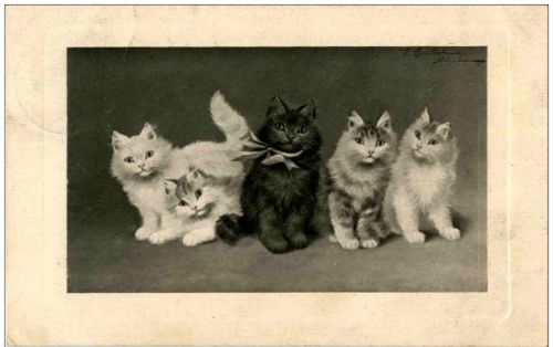 Katzen