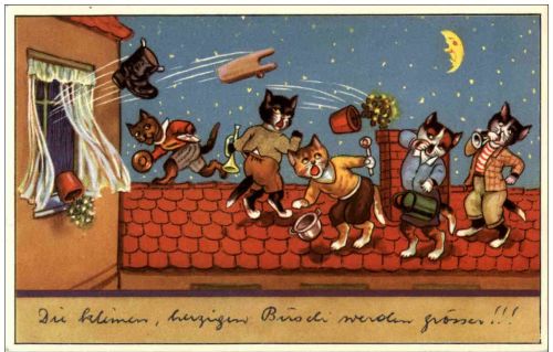 Katzen - Humor