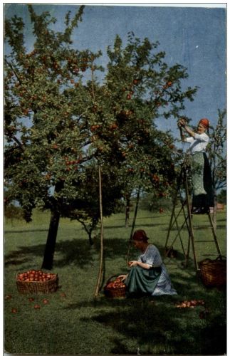 Frauen beim Apfel pflücken