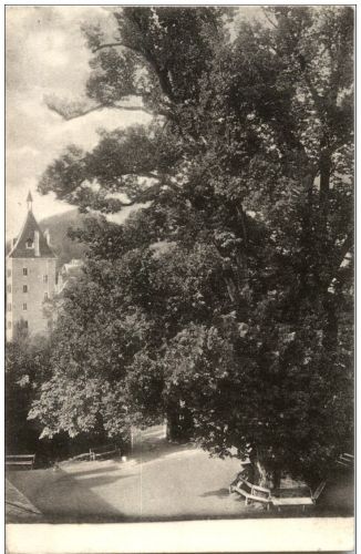 Millstatt am See- 100jährige Linde