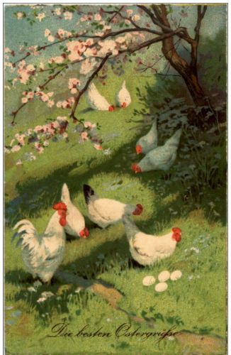 Huhn Chicken