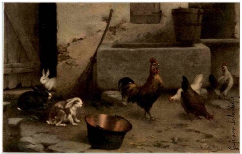 Geflügel - Chicken
