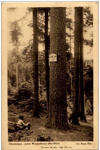 Obersteigen - Poste Wangenbourg - Le Beau Pin