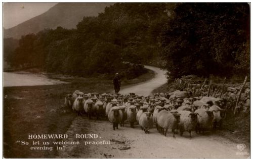 Schaafe - sheep - Homeward Bound