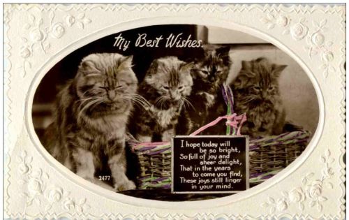 Katzen