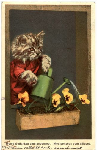 Katze