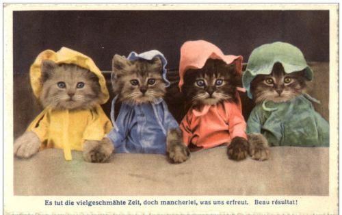 Katzen