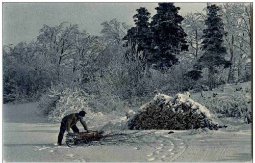 Holzfäller