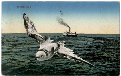 Bodensee Schiff und Möwe