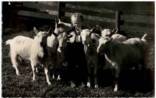 Ziegen Goat