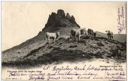 Weide auf hoher Alp