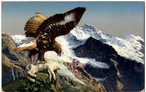 Adler in den Alpen