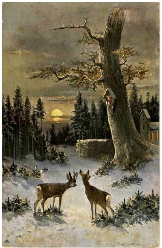 Rehe