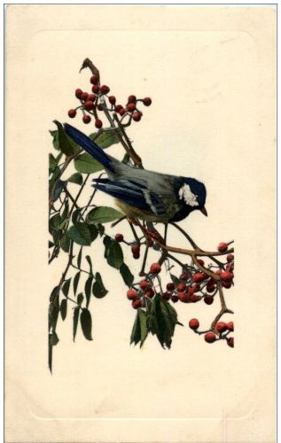 Vogel