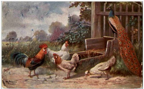 Geflügel Pfau