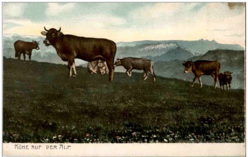 Kühe auf der Alp
