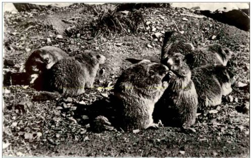 Murmeltier- Marmottes