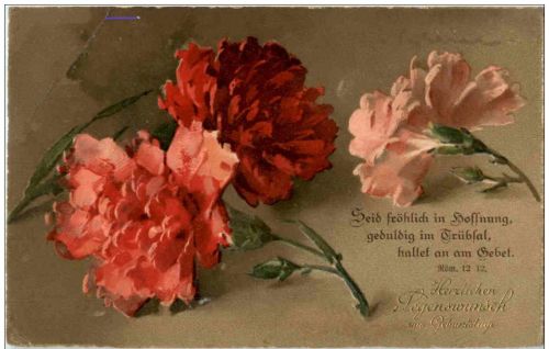 C. Klein - Nelken