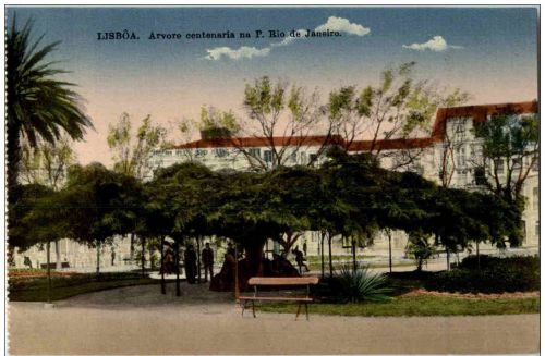 Lisboa - Arvore centenaria na P Rio de Janeiro