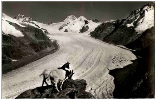 Blick vom Eggishorn - Aletschgletscher - Ziegen Goats