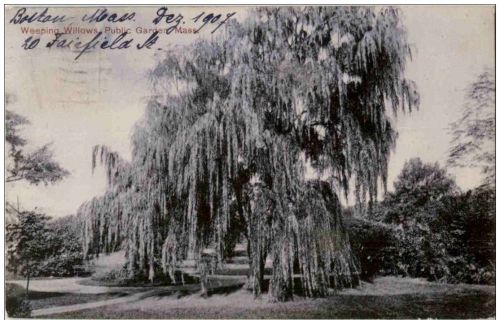 Weeping Willows Public Garden
