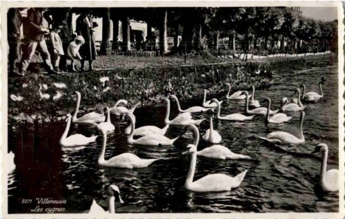 Villeneuve - Les cygnes
