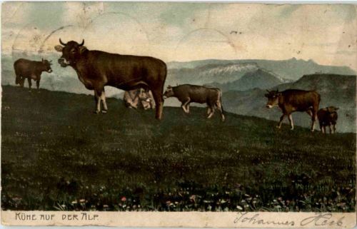 Kühe auf der Alp