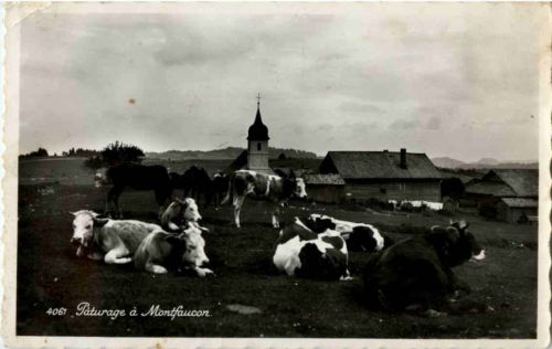 Paturage a Montfaucon