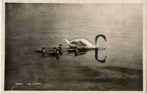 Lac Leman - Schwan