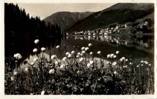 Drollblumen am Dovosersee