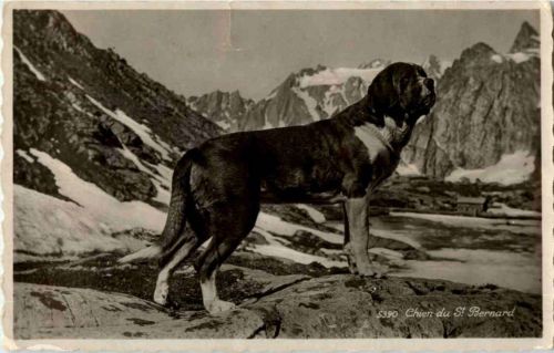Chien du St. Bernard