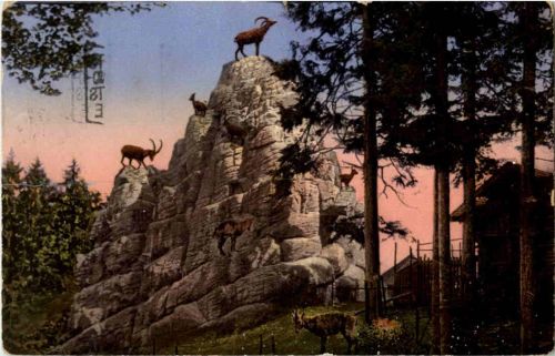 St. Gallen - Steinbockfelsen