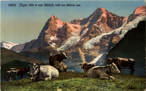 Eiger und Mönch - Kühe