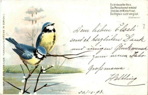 Blaumeisen - Litho