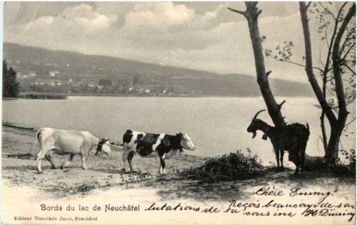 Bords du lac de Neuchatel - Kühe Ziege