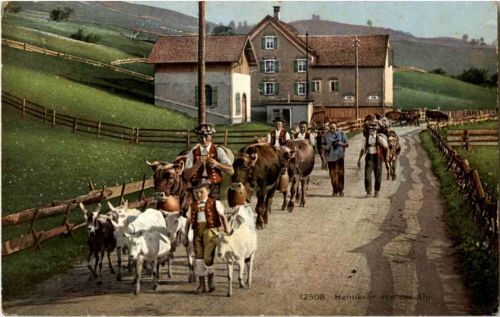 Wiesbad Steinegg - Heimkehr von der Alp - Ziegen goat