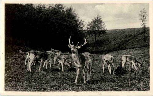 Goslar - Wildgehege der Sennühle - Rehe